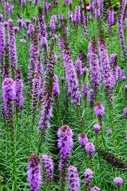 Blazing Star Flower Pictures Best Flower Wallpaper