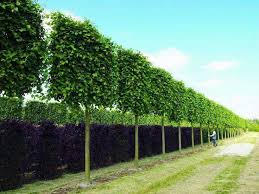 Boundary Planting Garden Landscape Design Privacy Landscaping Backyard Landscaping Designs