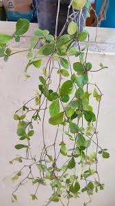 Image result for Blepharis maderaspatensis