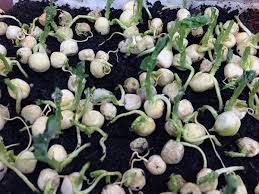 Kak Sazhat Goroh Uhod I Posadka V Otkrytyj Grunt Semenami Vyrashivanie