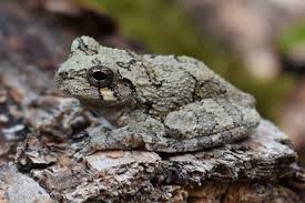 Normally the frogs and toads start their winter hibernation in october. Gray Tree Frog And Cope S Gray Tree Frog Informations