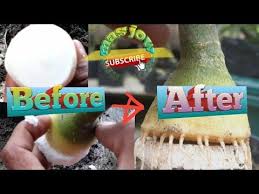 Cara Membuat Akar Gurita Dan Hasilnya Youtube Dengan Gambar Gurita Kebun Tanaman