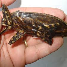 Once the prey is caught it is pierced and injected with saliva. Pdf Bites Caused By Giant Water Bugs Belonging To Belostomatidae Family Hemiptera Heteroptera In Humans A Report Of Seven Cases