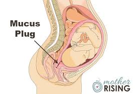 In This Post We Will Discuss Everything One Needs To Know About The Mucus Plug I Hope You Have A Strong Stomach As I Ve Include Mucus Plug Mucous Plug Mucus