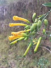 Image result for Oxygonum buchananii
