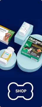 Adopting a pet means you need to commit to and take care of it for the rest of its life. Pet Adoption Dogs Cats Reptiles Birds Small Pets Petco