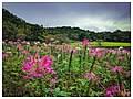 Image result for Cleome polyanthera
