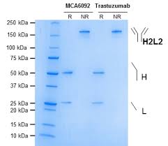 Oct 29, 2020 · herceptin works by attaching itself to the her2 receptors on the surface of breast cancer cells and blocking them from receiving growth signals. Anti Erbb2 Trastuzumab Biosimilar Antibody Clone 4d5 8 Bio Rad