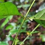 Image result for Pouchetia