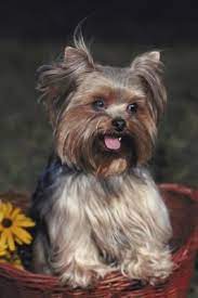 How To Take Care Of A Yorkie S Hair Around The Eyes Yorkie Puppy Haircuts Yorkie Terrier Yorkshire Terrier Puppies