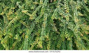 Image result for Phyllanthus pinnatus