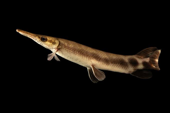 Tropical Gar (Atractosteus tropicus) - Joel Sartore