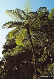 Image result for Cyathea thomsonii