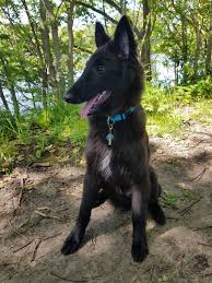 Nathan Groenendael Puppy 4 5 Months Black Dog Pet Dogs Cute Animals