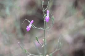 Image result for Dicliptera paniculata