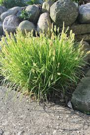 Image result for Carex angolensis