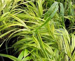 Image result for Culcasia orientalis