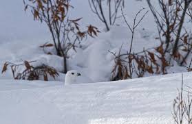 The fact that canadian geese fly south for the winter tells you something about the climate in northern canada : The Coldest Cities In The World Slideshow The Active Times