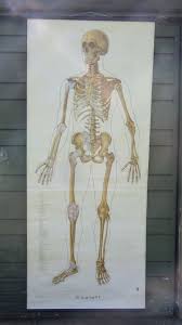 Vintage Roll Pull Down Medical School Wall Chart Human Skeleton Full Body Front