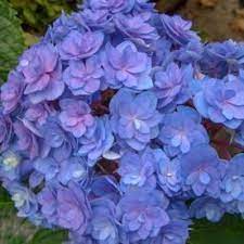 Gardens Alive 16 Oz Pink Forever And Ever Together Hydrangea Flowering Shrub In Pot Lowes Com Flower Garden Design Hydrangea Shrub Planting Hydrangeas