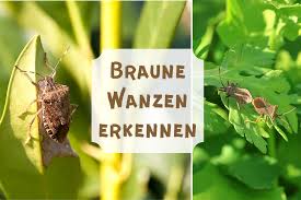 Braune Wanzen Wer Ist Es Stinkwanzen Co