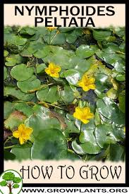 Image result for Nymphoides senegalensis