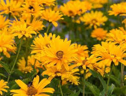 Sonnenauge Prima Ballerina Heliopsis Helianthoides Var Scabra Prima Ballerina Sonnenauge Immergrune Pflanzen Pflanzen