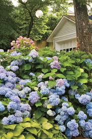 8 Secrets To The Longest Lasting Hydrangeas In 2020 Vegetable Garden Design Planting Hydrangeas Beautiful Gardens