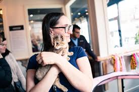 The cat's meow cafe is located in the mimo district of miami, florida. 11 Cat Cafes You Have To Visit Travel Channel