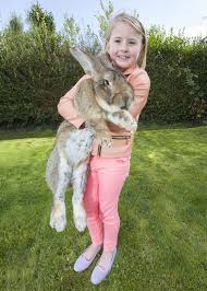 Mais il pourrait bien se faire piquer sa place par jeff. Decouvrez Darius Le Plus Gros Lapin Du Monde