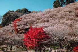 Average blooming period in tokyo: Discover Cherry Blossoms In Japan During Autumn And Winter Shikizakura In Obara And Fuyuzakura In Saitama Adventurefaktory An Expat Magazine From Singapore Dubai Focused On Travel