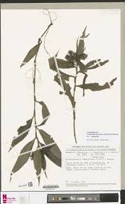 Image result for Stanfieldiella imperforata