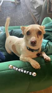 The many names of Mika 🐶 #fyp