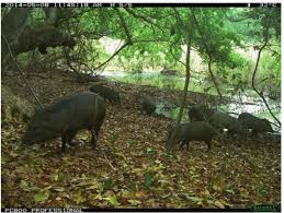 Image result for Rhytachne subgibbosa