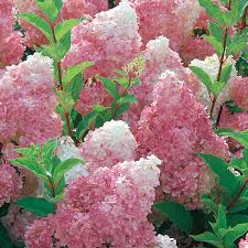 Image result for hydrangea paniculata vanille fraise