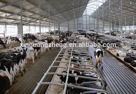 Automation And Sanitary Ventilated Cow House With Low Cost Ahir Planlari Ciftlikler Hayvanlar