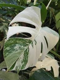 Bouture Plante Monstera Variegata Rare Etsy Variegated Plants Monstera Deliciosa Plants