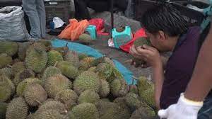 The whole town gets inundated with durian during the season, and is on the route for durian tours from singapore. Malaysia July 2017 Durian Stock Footage Video 100 Royalty Free 28753042 Shutterstock