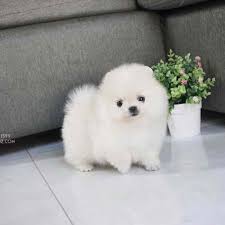 Buy kci registered chihuahua puppies from mr n mrs pet the online pet shop. Teacup Pomeranian Price In India Pets Lovers