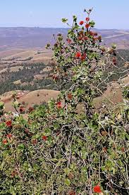 Image result for Greyia