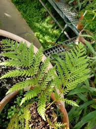 Image result for Todea