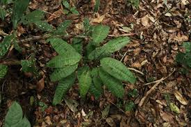 Image result for Hypselodelphys