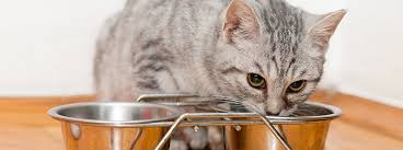 For one cat 1/2 a cup a day/10 lbs a month. What To Feed A Kitten Best Food For Kittens Purina