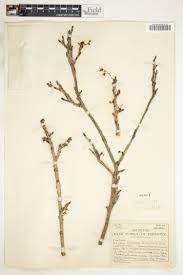 Image result for Rourea orientalis