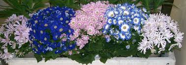 Image result for Cineraria deltoidea