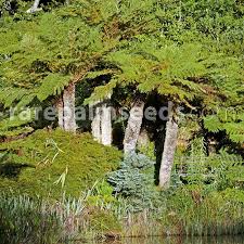 Image result for Cyathea dregei