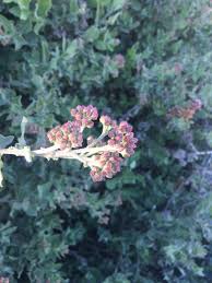 Image result for Pluchea dioscoridis