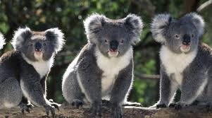 Koalas That Live In The South Have Thicker Fur Than Those In The North Because Of The Cold Winters Whereas The Koalas I Australia Animals Koala Cuddly Animals