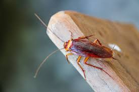 Cockroaches spread very easily between units that share walls, so if you know for a fact that your neighbor has a cockroach problem, you're right to here are the only 5 that work. Here S What Really Kills Cockroaches And What Doesn T Cockroaches Pest Control Services Pest Control