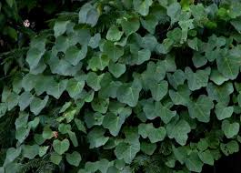 Image result for Adenia gummifera